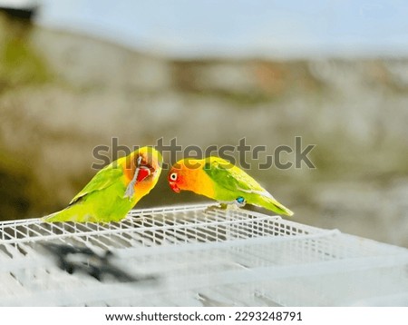 colorful beautiful green parrot lovebird on nature background