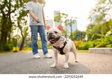 French bulldog breed walking at pets friendly dog park with his father. Domestic dog with owner enjoy urban outdoor lifestyle in the city on summer vacation. Pet Humanization and pet parents concept. Royalty-Free Stock Photo #2293252649