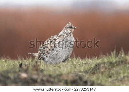 Female Sharp-tailed Grouse (Tympanuchus phasianellus) on the lek. Breeding displays from the males of this species will continue through the early spring months until mating occurs
