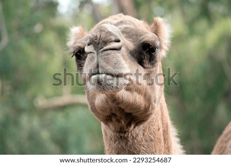 Camels are mammals with brown eyes, long lashes,  a big-lipped snout and a humped back. 