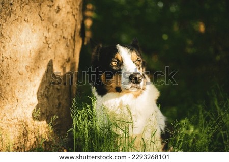 Close-Up Shot of a Border Collie
