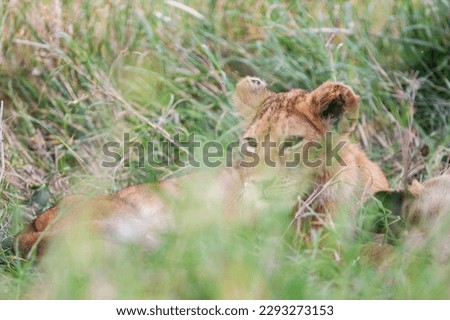 Lion cub in the Serengeti National Park, Tanzania