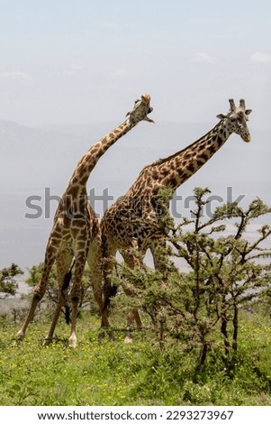 Giraffes at the Ngorongoro Crater, Tanzania