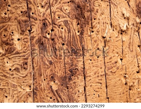 A close-up of many traces of pest insects on a tree trunk