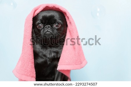 Cute griffon or pug dog after bath on blue background. Dog wrapped in towel. Pet grooming concept with soap bubbles. Copy Space.