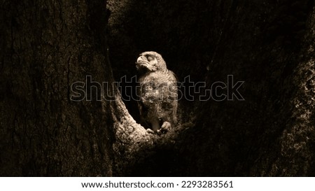 spot-bellied eagle-owl chick in nest (Ketupa nipalensis) 