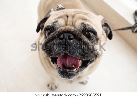 Fawn Pug With Red Collar