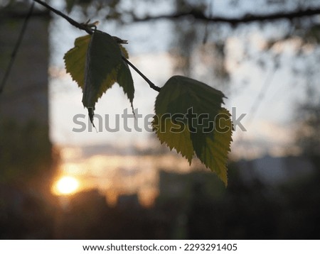 birch leaves on the background of sunset