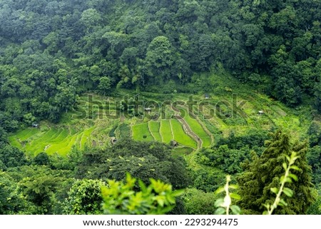 Terrace paddy fields, Khonoma Village, Nagaland, India. Khonoma, Asia’s first green village is best known for eco-tourism and its historical battles with British in past.  Royalty-Free Stock Photo #2293294475