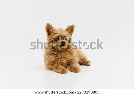 Golden Cockapoo puppy laying down isolated against a white background Royalty-Free Stock Photo #2293298803