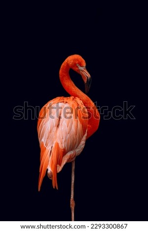 the American orange feathered flamingo isolated Royalty-Free Stock Photo #2293300867