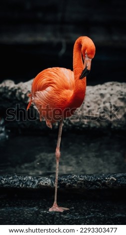 isolated American fire feathered flamingo  Royalty-Free Stock Photo #2293303477