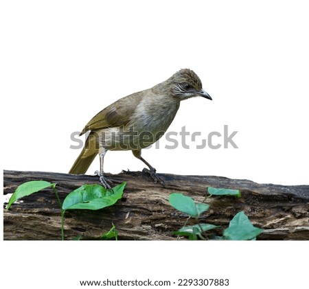 Pictures of birds on white background