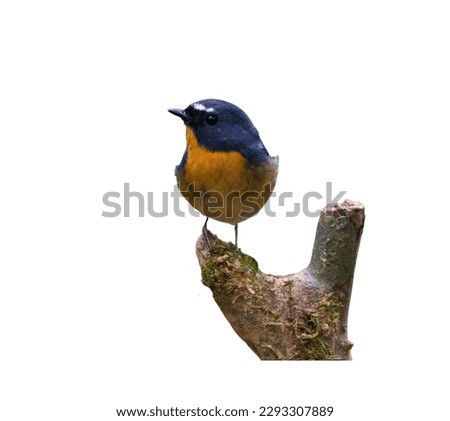 Pictures of birds on white background