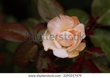 Blooming peach color rose flower with its leaves background, top view