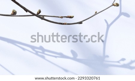 Budding leaves on a cherry tree branch on a white background with sunrays and shadows. Spring gardening banner with a space for your text.