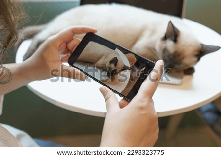 Cat lover female hands taking photo her lovely cat at home friendship Animal lover  lifestyle concept