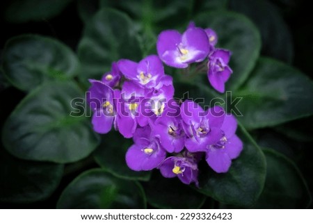 Close-up of African Violet flowers blooming on dark green leaves backgrounds and vignetted. Herbaceous plant, short stem, succulent leaves with hairs covering the whole leaf. (Saintpaulias)