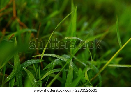 beautiful grass in the morning accompanied by water bubbles