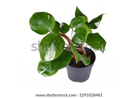 Tropical 'Philodendron White Knight' houseplant with white variegation spots on white background Royalty-Free Stock Photo #2293328481