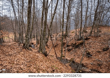 A beech forest on the slopes of Chiappo Peak, small mountain in the Apennine Mountains at the borders between Lombardy and Piedmont (Northern Italy). During winter is used as ski slope.