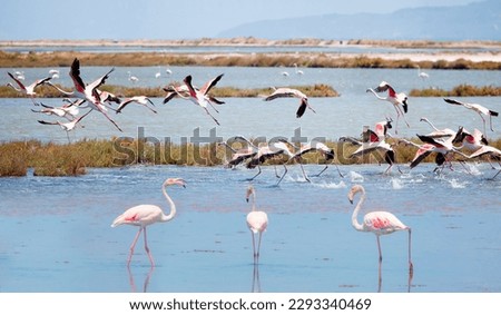 Izmir Bird paradise, flamingos and pelicans - izmir, Turkey