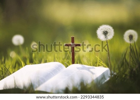 Dandelion flower and dandelion spore in a meadow on a fresh spring day, the Holy Cross of Jesus Christ and the Holy Bible
