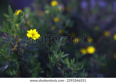 Plants and flowers macro. Detail petals and leaves at sunset. Natural nature background.