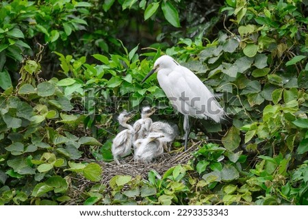 An adult young egret in the nest, feeding four egret chicks. Viewings of little egrets, cattle egrets and night herons. Pinglin, NewTaipei. Royalty-Free Stock Photo #2293353343