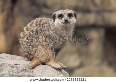 Close up of a very cute little meerkat