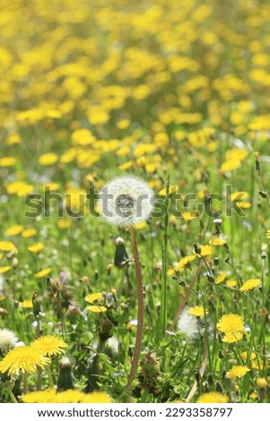 yellow dandelion field in summer