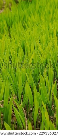 green rice leaf image pic
