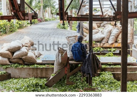 Worker in tea factory in Mauritius. Old warehouse with jute bags. The jute bags contain fresh tea leaves. Bois Cheri, tea plantation. Royalty-Free Stock Photo #2293363883