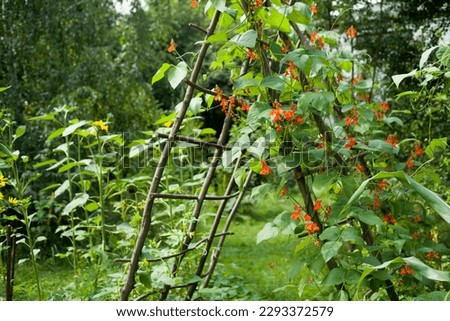 Scarlet Runner Bean growing on the wooden structure in the vegetable garden. Plant  Producing ornamental red and orange flowers, long edible pods wih pink seeds. Royalty-Free Stock Photo #2293372579