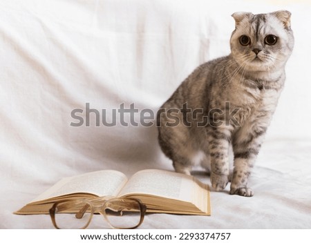 Inquisitive gray cat sitting near open book