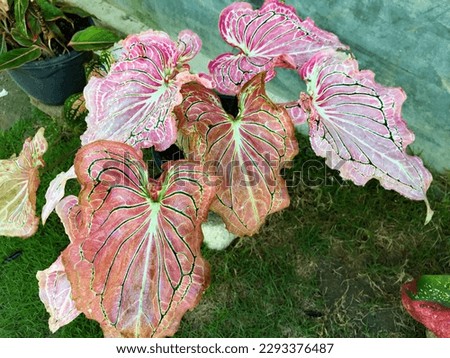 Big green leaf Used as a feedGiant Taro.Giant Taro,Alocasia Indica Green bushes, biennial plants, water weeds that occur in wet tropical.
