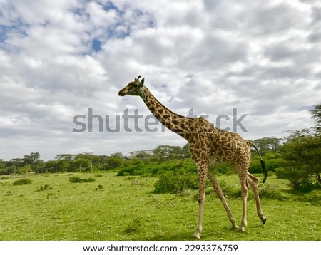 Scenery of the Kingdom of Animals on the Kenyan Safari
