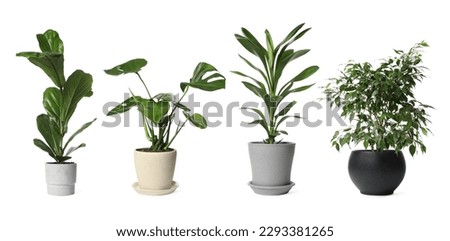 Collage with different potted plants on white background. House decor Royalty-Free Stock Photo #2293381265
