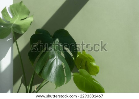 Beautiful monstera leaves or Swiss Cheese plant on a green background. Monstera in a modern interior. Minimalism concept. Copy space, selective focus. Royalty-Free Stock Photo #2293381467