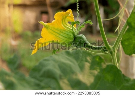 Pumpkin flower, Pumpkin flower blooming, Yellow flower pumpkin on green background, vegetable flower.  