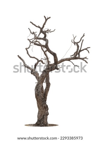 Dead tree isolated on a white background, clipping  path. Royalty-Free Stock Photo #2293385973
