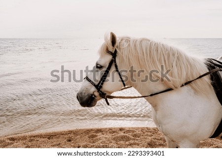 The head of a white horse on the background of the sea
