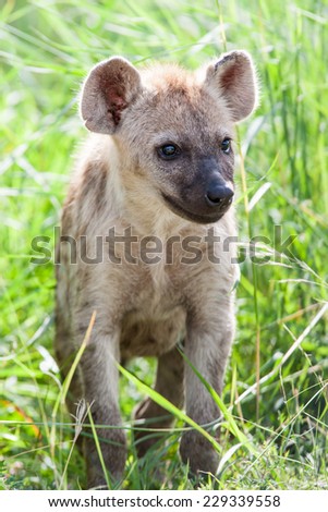 A portrait of a wild baby Spotted Hyena standing in long green grass