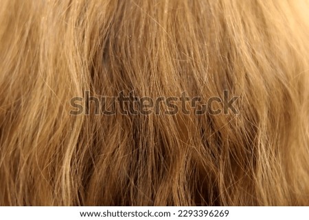 Close-up of natural honey blonde hair colour on natural wavy hair texture.  Royalty-Free Stock Photo #2293396269