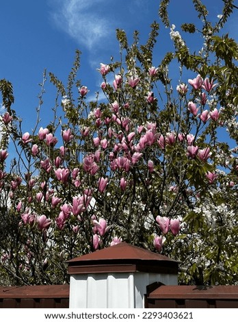 Beautiful tree of pink magnolia flowers