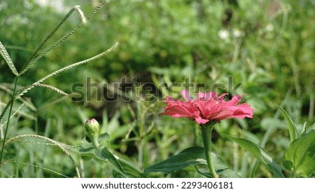 closed up view of common zinia flower. beautiful flower.