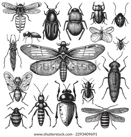 Hand Drawn Engraving Pen and Ink Insects Collection Vintage Vector Illustration Royalty-Free Stock Photo #2293409691