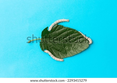 Three silkworms eating mulberry leaf.