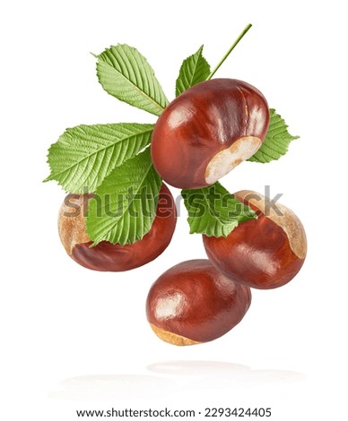 Fresh Horse Chestnut with leaves falling in the air isolated on white background, zero gravity conception, High resolutin image. Royalty-Free Stock Photo #2293424405