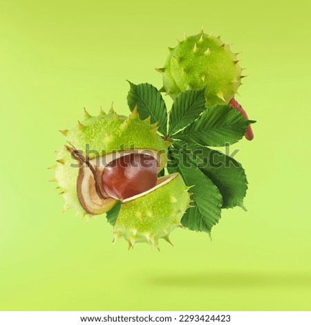 Fresh Horse Chestnut with leaves falling in the air isolated on green background, zero gravity conception, High resolutin image. Royalty-Free Stock Photo #2293424423